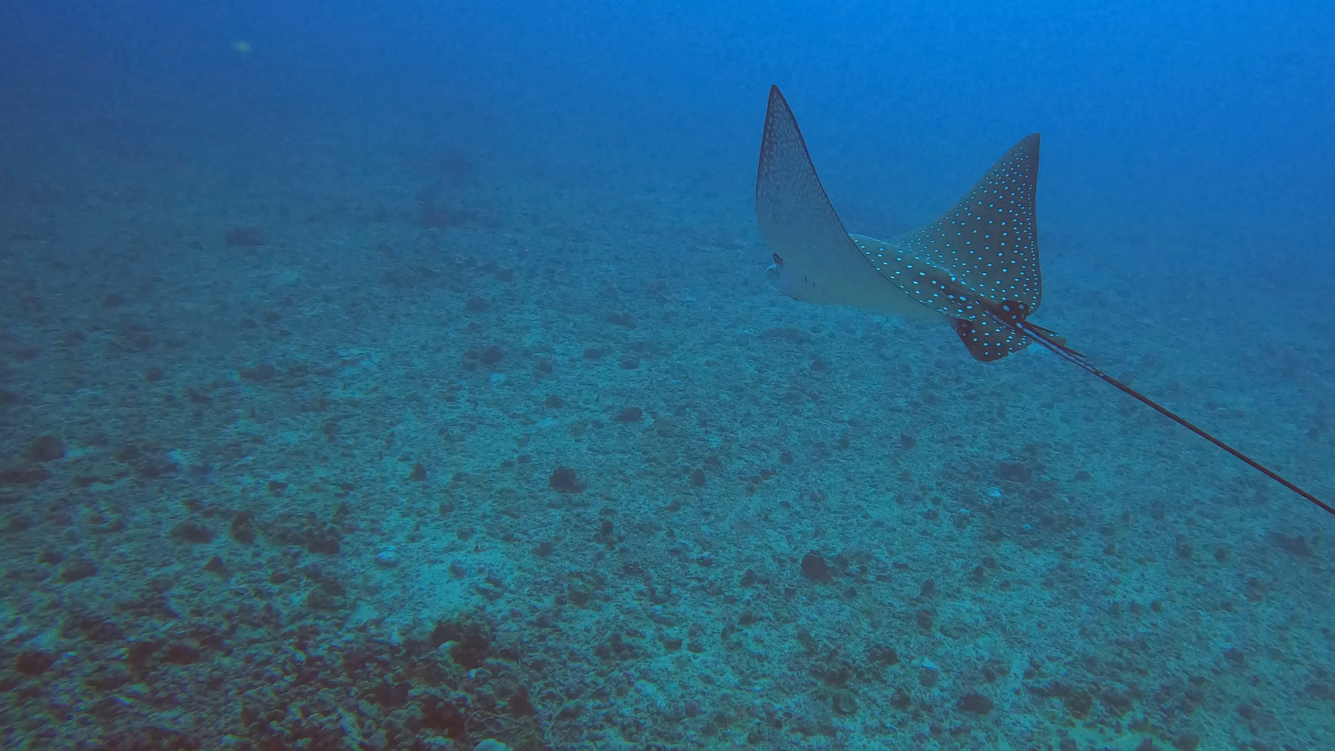 Dive Photo 15